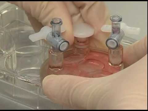 3D Cell Culture - Human Trophoblast Culture in the Rotary Cell Culture System (RCCS)