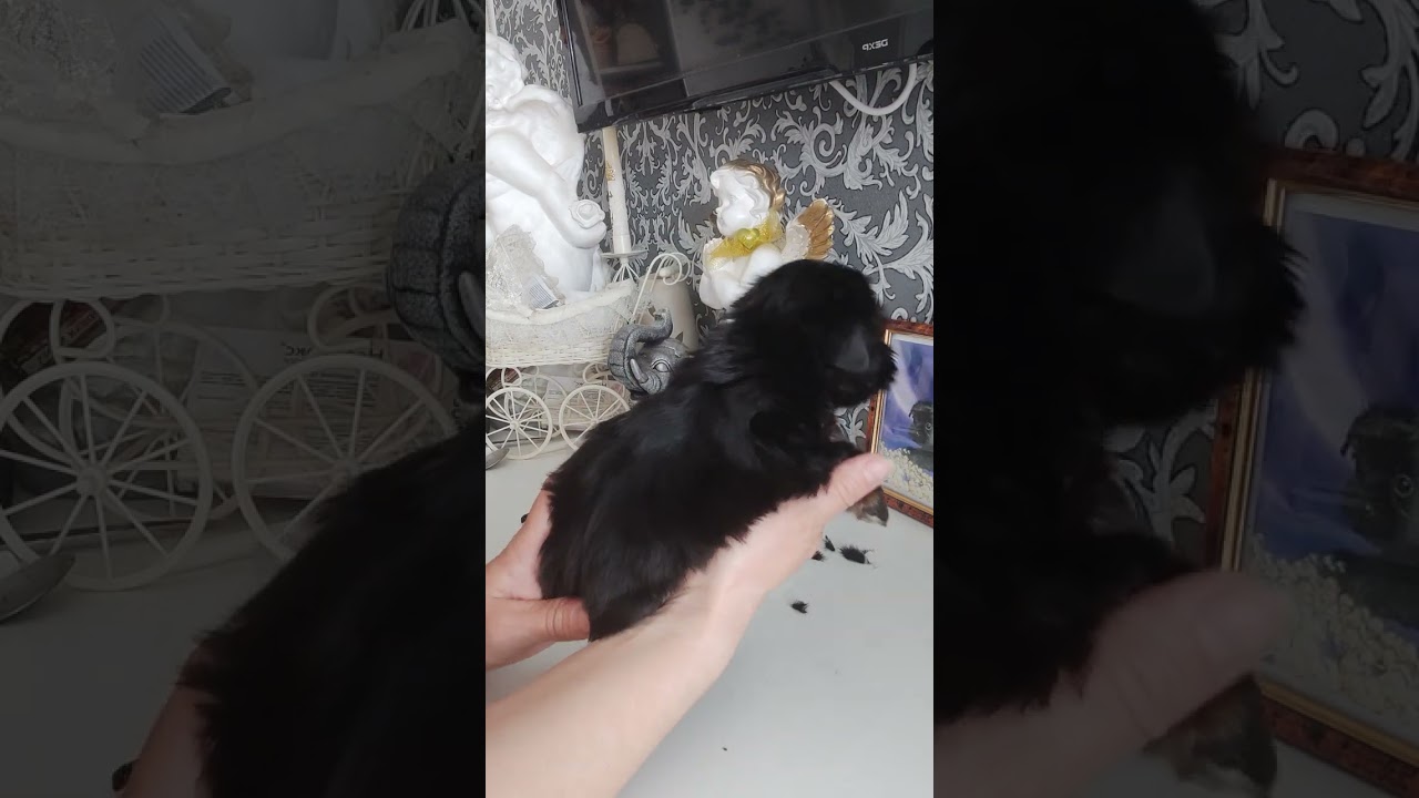 Продажа😃Питомник Йорк & Шпиц.Elite Pets,Крым, Евпатория 🌞Вопросы +79788972514 Доставка возможна