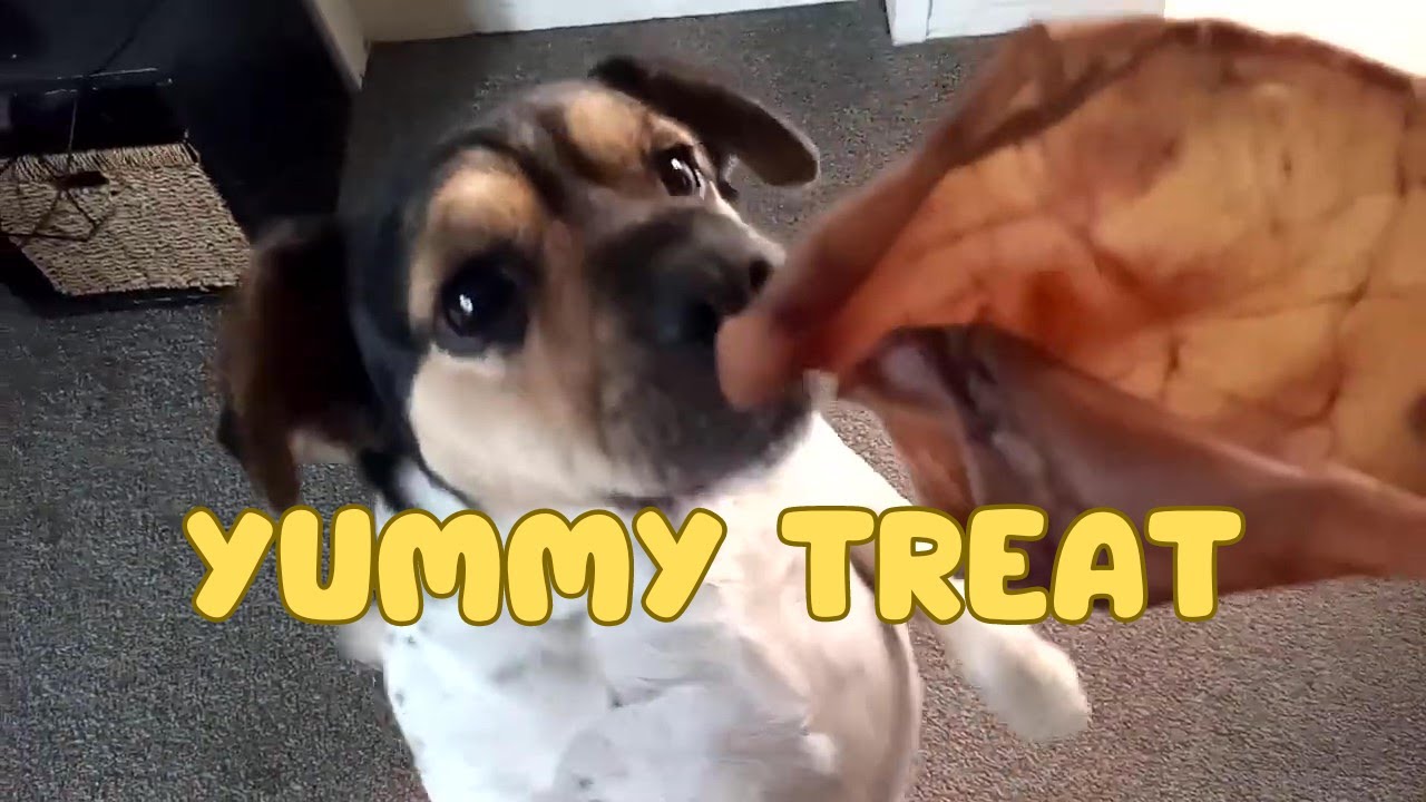 Rescue Dog Eats Favourite Treat - YouTube