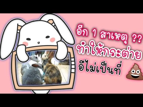กระต่ายอึไม่เป็นที่เป็นทาง