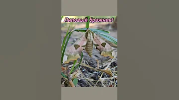 А вы знаете в кого превращается гусеница-единорог🦄