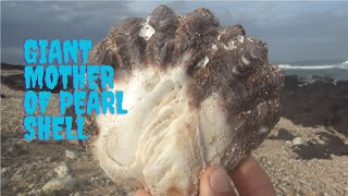 Explore the beach and find a giant mother of pearl shell