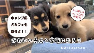 子犬 トリミング 犬カフェ 子犬 トリミング 犬カフェ