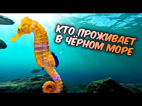 Видео: Обитатели Черного моря