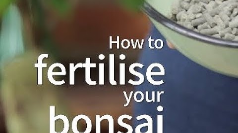 Bonsai Basics: How to fertilise your bonsai