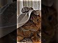 يعقوب جمر الدين دبيازه يعقوب جمر الدين دبيازه