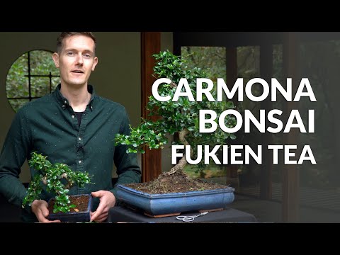 تصویری: کارمونا بونسای: از بونسای درخت چای خود در خانه مراقبت کنید. در صورت ریزش برگ های گل کارمونا چه باید کرد؟ چگونه نورپردازی را انتخاب کنیم؟