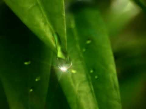 الطبيعة قطرات الندى