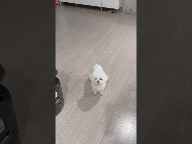 또 산책 간다는 소리 듣고 얼음 된 최회장