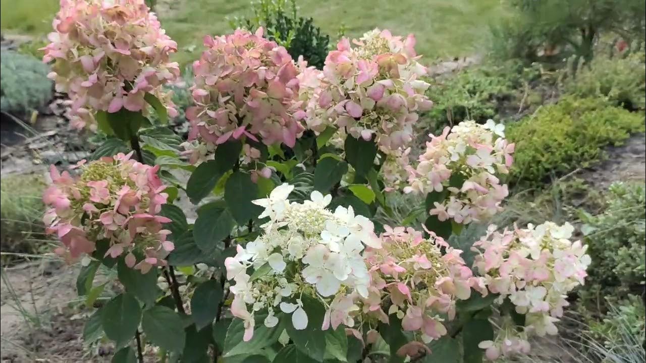 Гортензия Даймонт Руж - YouTube