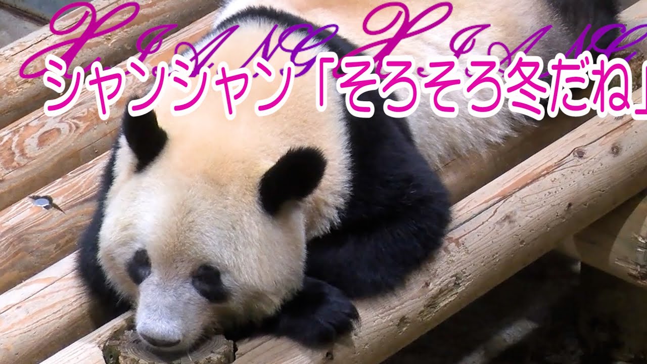 シャンシャン「そろそろ冬だね」 上野動物園のジャイアントパンダ