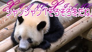 シャンシャン「そろそろ冬だね」　上野動物園のジャイアントパンダ
