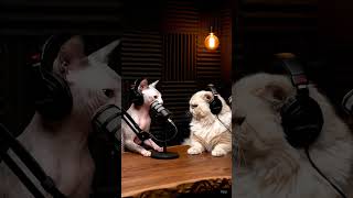 Sphynx Says Hes Aerodynamic Petcast Daily
