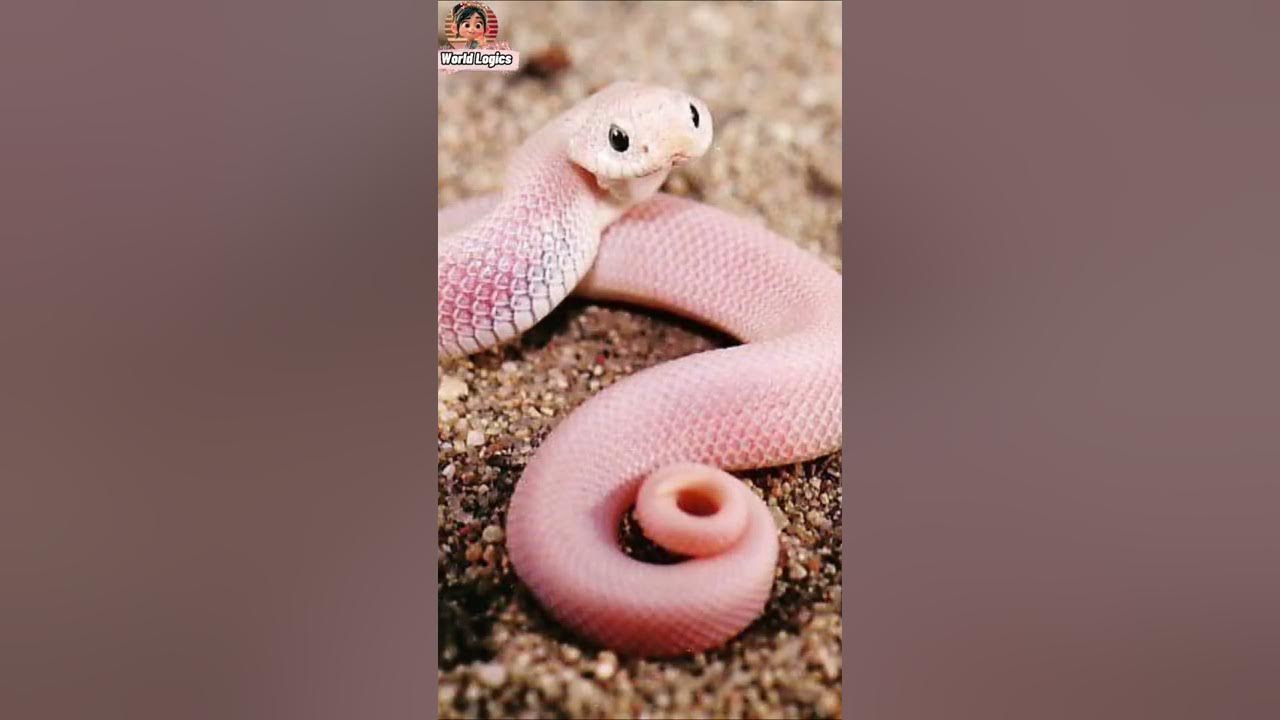 Call me when you want #snakestransformation #animalstransformation #shorts #WorldLogics