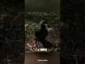 #pop