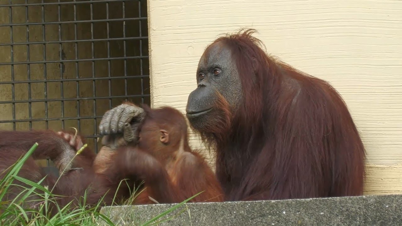 最高齢の森の哲人ジュリー 56歳の誕生日 多摩動物公園 ボルネオオランウータン 2104 Youtube 最高齢の森の哲人ジュリー 56歳の誕生日 多摩動物公園 ボルネオオランウータン 2104 Youtube