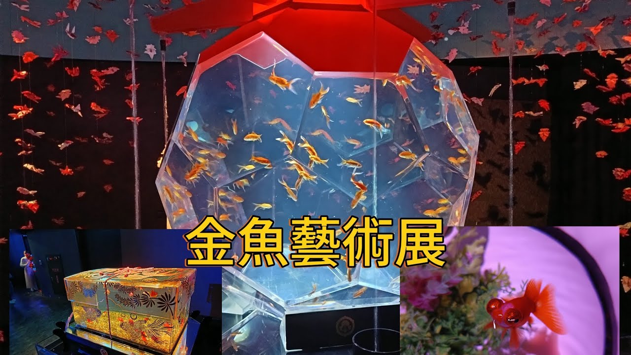 日本傳統技藝與金魚元素的完美融合（金魚藝術展） - YouTube