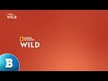 Raccolta Bumper Nat Geo Wild 