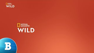 Raccolta bumper Nat Geo Wild All National Geographic Wild Ident 2021