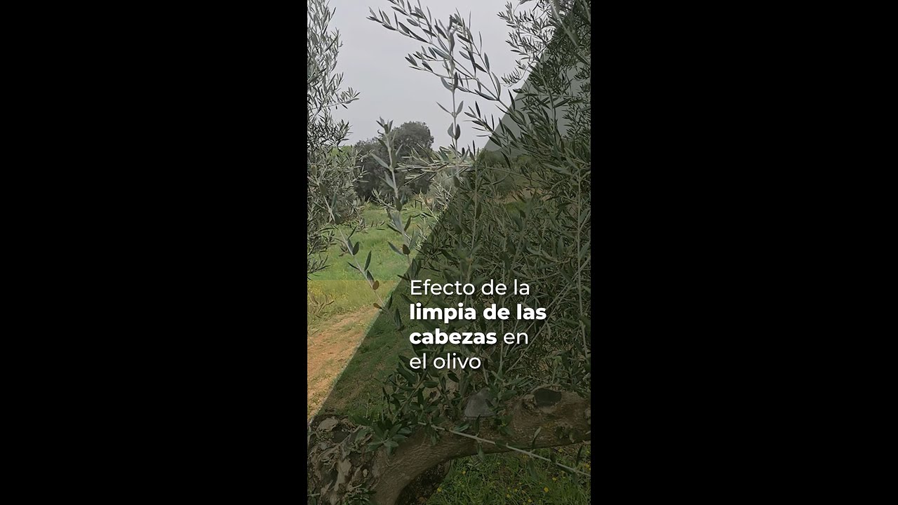 EFECTO DE LA LIMPIA DE LAS CABEZAS EN EL OLIVO