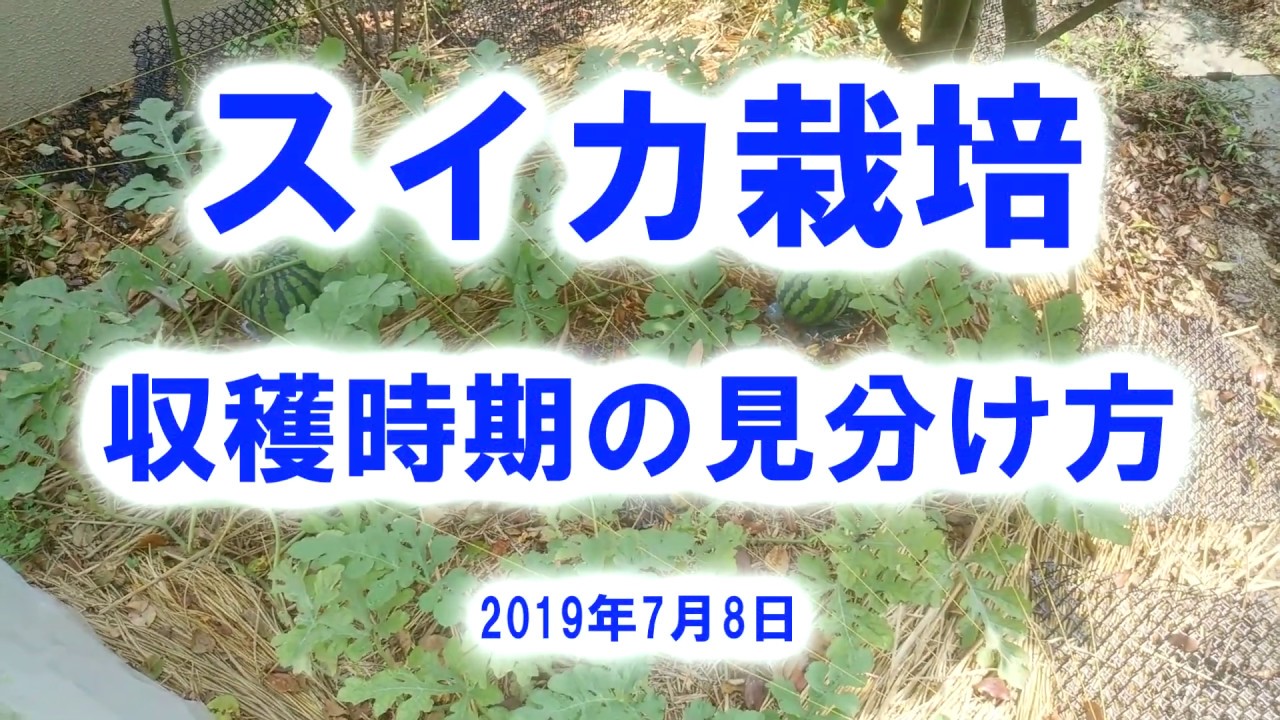 スイカ栽培 巻き髭の状態で判断 収穫時期の見分け方 Youtube