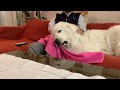 【ルンルンの裏庭】ルンルンが眠るまで