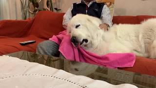 【ルンルンの裏庭】ルンルンが眠るまで