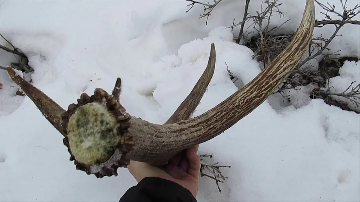 2018 Elk Browns Part 1 Brandon Pitcher