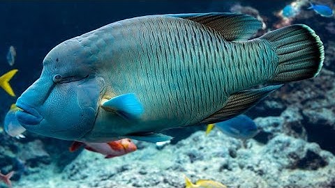 IKAN NAPOLEON: SPESIES IKONIK DARI LAUT TROPIS
