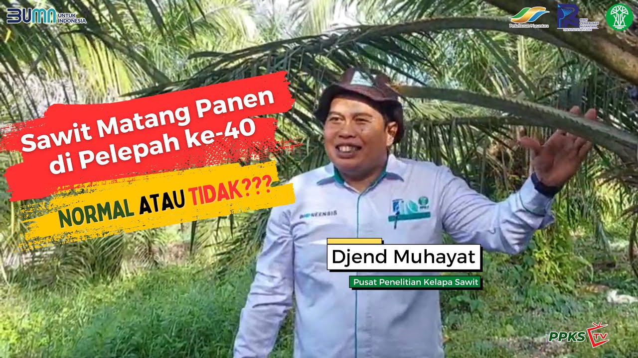 Kedudukan Buah Terhadap Pelepah Kelapa Sawit & Filotaksisnya