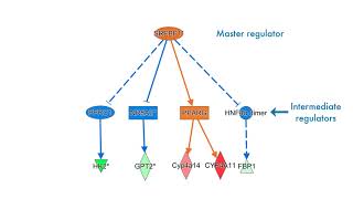 Examining Causal Network Analysis results in QIAGEN Ingenuity Pathway Analysis software tutorial