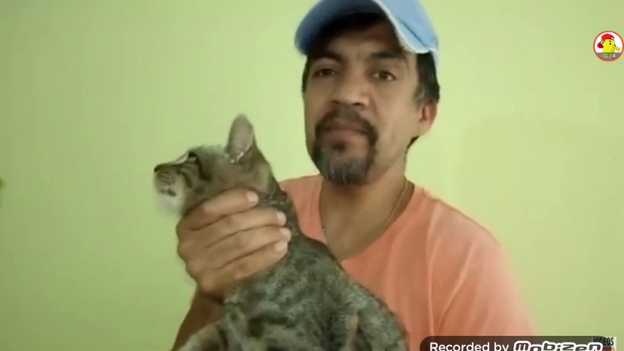 Como matar a un gato FACIL Y RAPIDO - YouTube