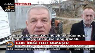 Depremde gebe ineği telef olan Fatma Nine'ye düve hediye edildi