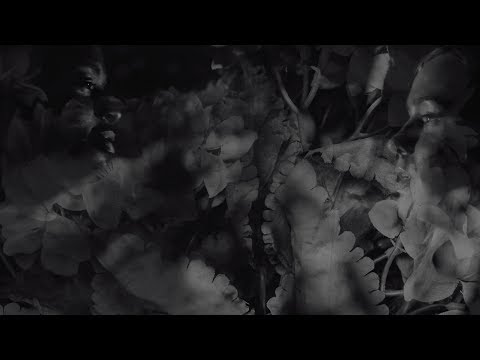 Wear Your Wounds (Converge Side Project) - New Song “Shrinking Violet” 