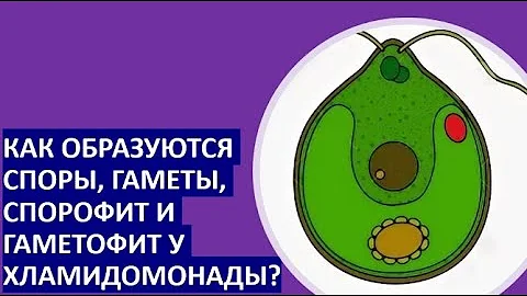14.  Как образуются споры, гаметы, спорофит и гаметофит у хламидомонады?