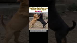 #viralvideo #youtubeshorts#dog #war #movie #song #college #cat #animals #animalshorts #officalvideo