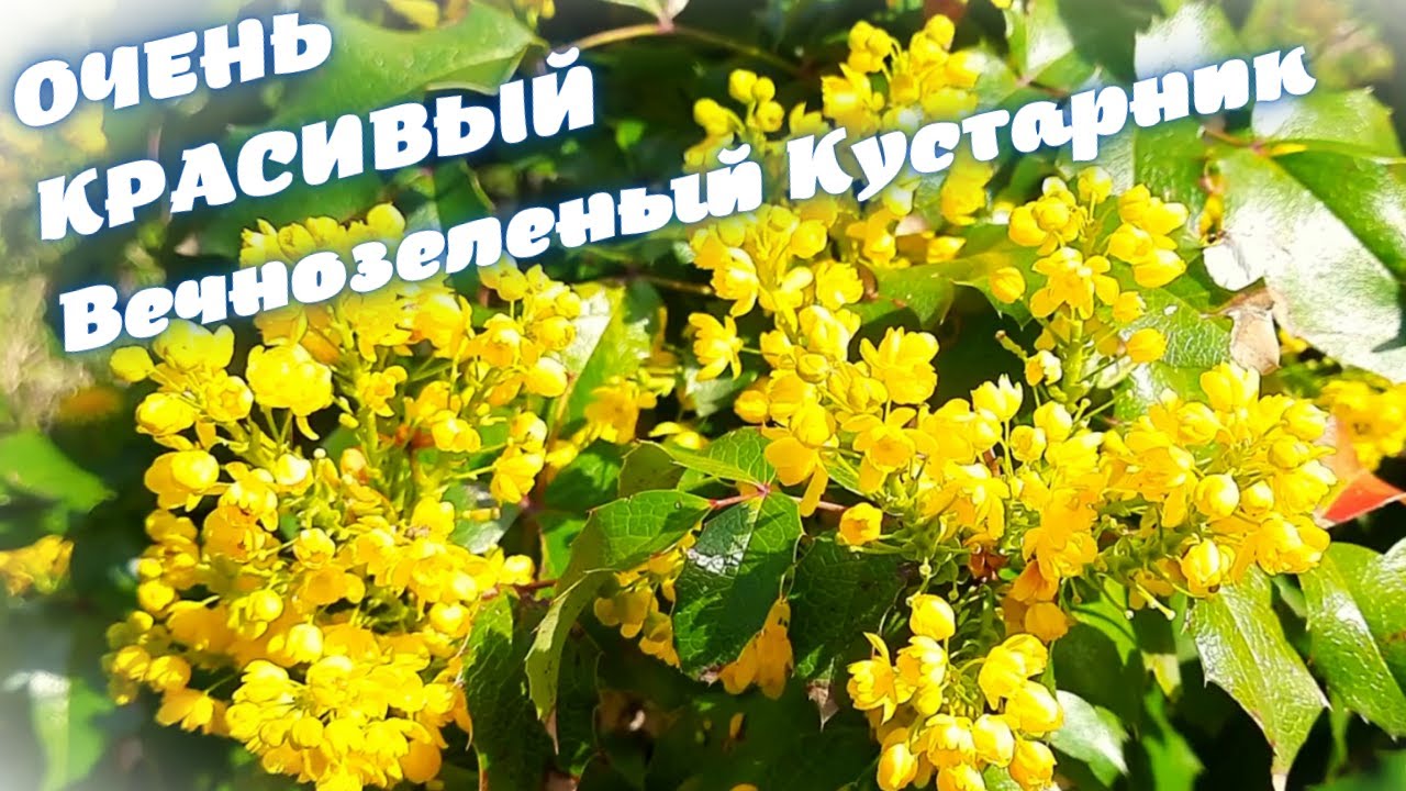 Магония падуболистная вечнозеленый кустарник / Краткий обзор