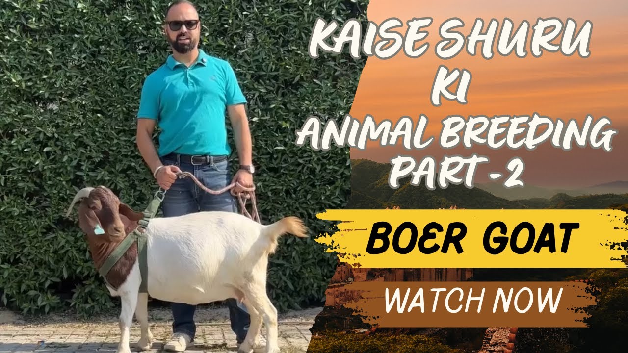 Goat farming details part -2 || how I started goat farming || Boer goat farming 