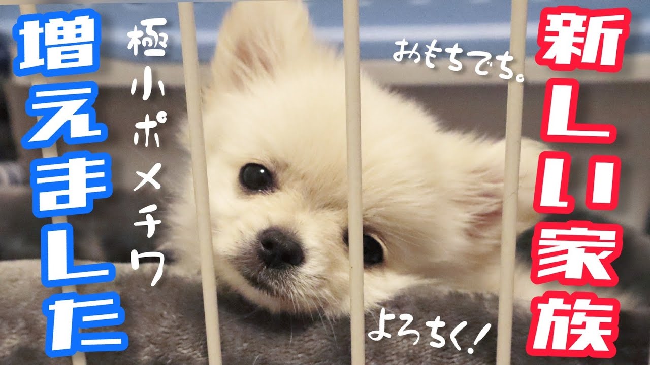 【お迎え】６００gの極小ポメチワ！？初日から大騒ぎｗｗｗ【ポメラニアン×チワワ】