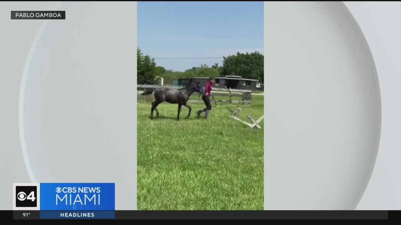 $25K reward offered in theft of horses taken from Southwest Ranches