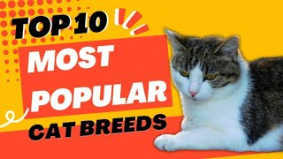 TOP 10 MOST POPULAR CATS IN THE WORLD