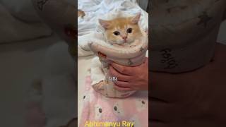 billi ki rajai mein covering#new technique#animal rescue video#trending#viral video#facts#good job#