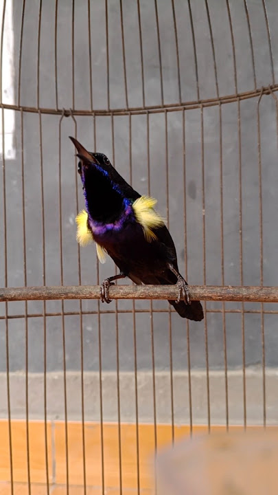 Download lagu king konin konslet #burunglangka #sogongacor #shorts