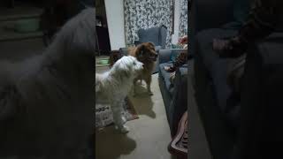 Yum Yums & Misty Blue- My Rescue Dogs