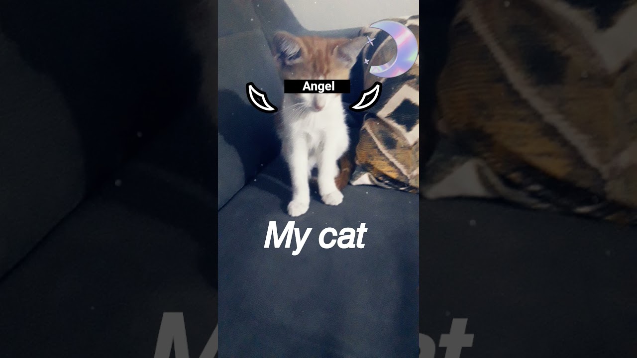my cat angel 