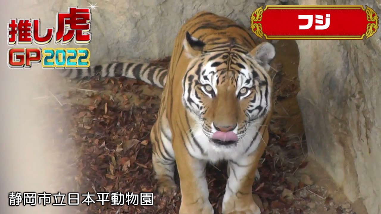 推し虎グランプリ22 みんなで投票しよう