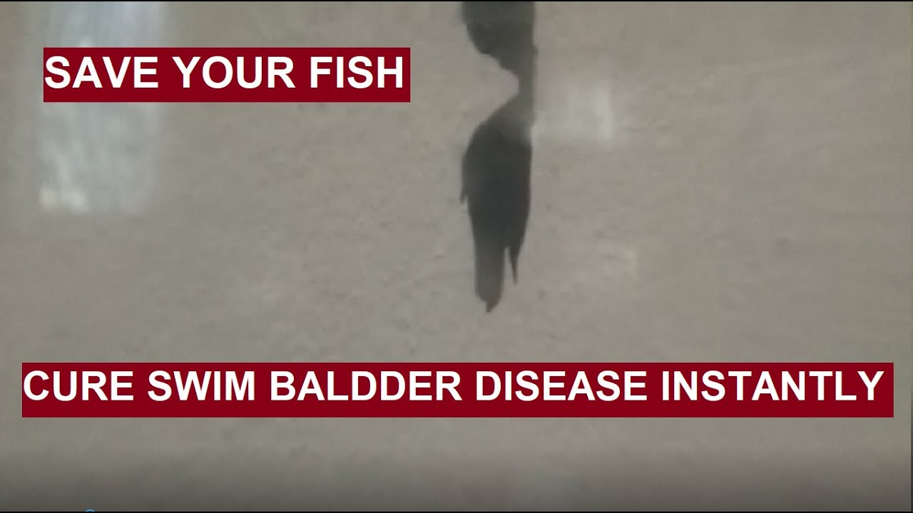 How to Cure SWIM BLADDER DISEASE in fish easily? YouTube