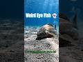 This Fish Has Two Eyes on One Side !