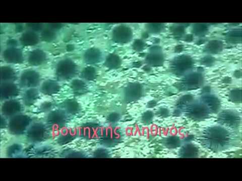ΑΧΙΝΟΣ