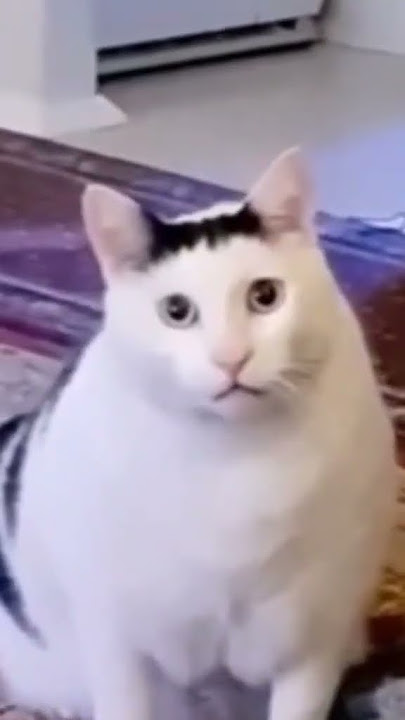 mentahan kucing tolol ft (Dedy Corbuzier)
